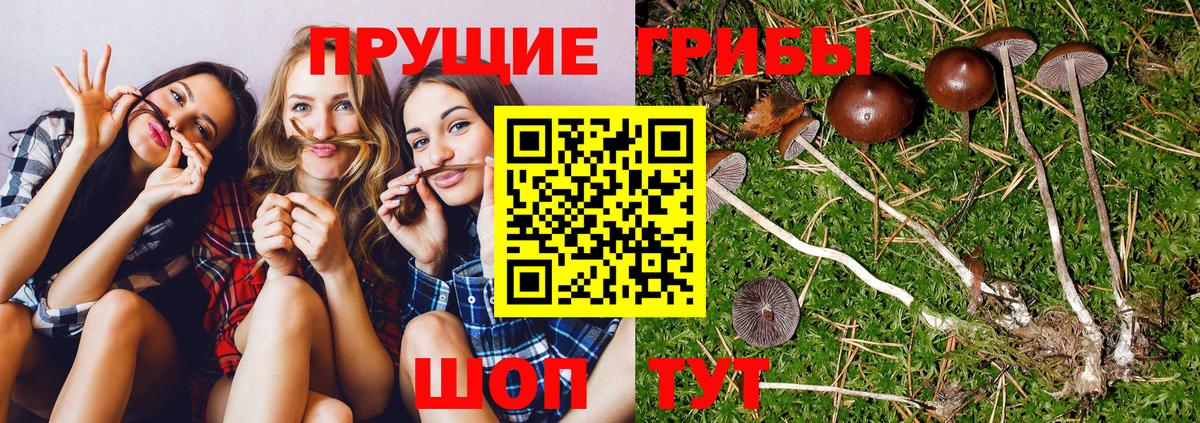 Галлюциногенные грибы Cubensis Алатырь